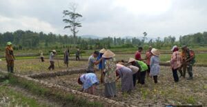 Babinsa Cilacap bersama warga tanam padi.