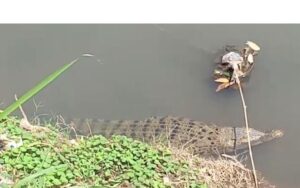 Warga Geger ada buaya